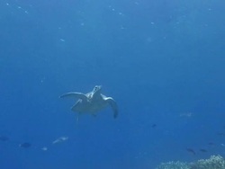 Green Turtle Swimming Stock Footage