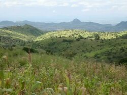 Malawi Cornfields Stock Footage