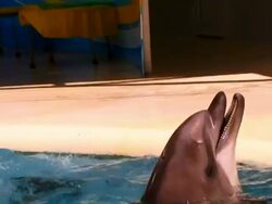 Dolphins in aquapark Stock Footage