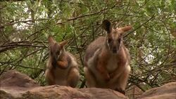 A wallaby joey grooms itself while sitting next to its mother. Stock Footage