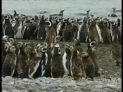 MS Magellanic penguins, Spheniscus magellanicus, standing around amongst colony, Antarctica Stock Footage