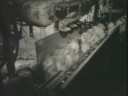 Pickles being canned and filled Stock Footage