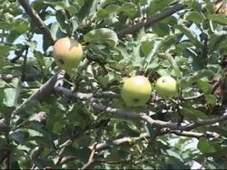 Green Apple Stock Footage