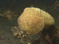 Broadclub cuttlefish Mangrove Leaf Camouflage. Indonesia  Stock Footage