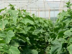 MS Ivy of cucumis sativus or cucumber / Serrig, Rhineland-Palatinate, Germany Stock Footage