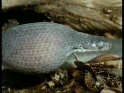 MS Egg eating Snake, feeding, 2 eggs and snake sheltered in front of dead wood, snake eating egg, edited sequence, Kenya; SEQUENCE OF CLIPS, SPECIAL TERMS APPLY Stock Footage