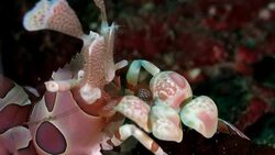 Close-up shot of Harlequin shrimp in Taiwan Stock Footage
