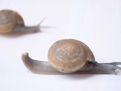 Mother and child Snail Stock Footage