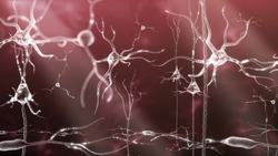 Brain and Nervous System Instructional Video