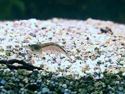 SHRIMP IN AQUARIUM Stock Footage