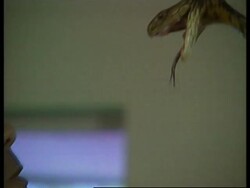 RR0237/C  USA: Wild Animals News Clip