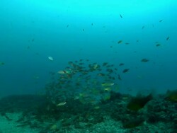 MS POV Shot of Schools of cardinal fish and snappers swimming over reef / Matola, Maputo, Mozambique Stock Footage