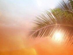 Tropical sun Stock Footage