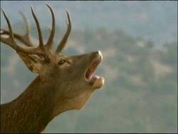 Red Deer (Cervus elaphus) stag roaring during the rut, Autumn, Sierra Morena, Andalusia, Southern Spain Stock Footage