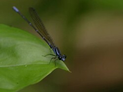 dragonfly resting in a leave in the rainforest Stock Footage