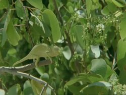 Flapnecked Chameleon, Chamaeleo dilepis, firing tongue at branch, Botswana, Africa Stock Footage