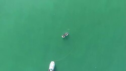 Drone aerials of sharks at sea News Clip