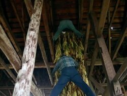 Maryland Tobacco Farm Begins Harvest Stock Footage