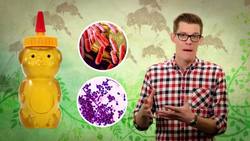 How Do Bees Make Honey? Instructional Video