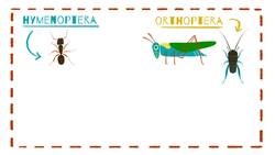 TED-ED: A simple way to tell insects apart - Anika Hazra Instructional Video