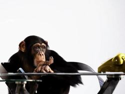 Customer Service Monkey Stock Footage