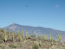 Hawk and moon over Saguaro National Park mountains Arizona Stock Footage