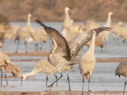 MS PAN SLO MO Shot of Sandhill Cranes, Grus canadensis, displaying / Kearney, Nebraska, United States Stock Footage