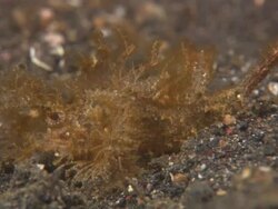 Scorpionfish, Ambon, walk slowly fins, macro zoom, Indonesia  Stock Footage