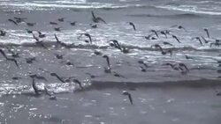 A flock of gulls flying in front of the shore of Popham Beach in Maine, USA Stock Footage