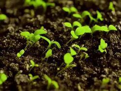 Time-Lapse of Germinating Lettuce Stock Footage