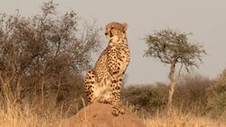 A cheetah looks for prey from atop a termite mound. Stock Footage