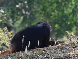Chimpanzee Stock Footage