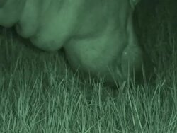 Hippopotamus (Hippopotamus amphibius) grazing at night, Garamba , Congo Stock Footage