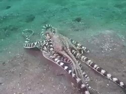 MS ZI TS Shot of Mimic octopus mating / Lembeh strait, Sulawesi, Indonesia  Stock Footage