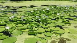 Water lillies growing on marshland in the Shire valley near Bangula, Malawi, Africa. Stock Footage