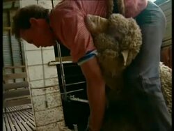 CU Men shearing sheep in shed, pan left Stock Footage