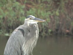 Rain heron Stock Footage