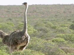 MS Shot of Female ostrich standing among shrubs and low bush observing surroundings / Namaqualand, Northern Cape, South Africa Stock Footage