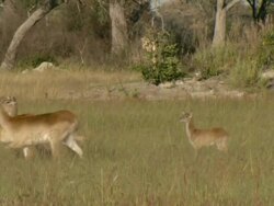 MS PAN Shot of skittish impala herd running and pausing in floodplain grassland / Okavango Delta, North-West District, Botswana Stock Footage