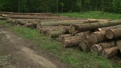 VOICED : Tala contra los escarabajos en un paraiso natural polaco News Clip