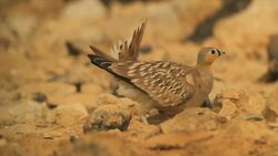 Slow Motion, Male crowned sandgrouse (Pterocles coronatus) Displaying in the desert Stock Footage