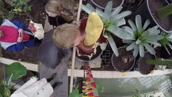 'Worst smelling flower' blossoms in Belgium News Clip