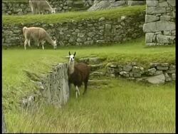 Llamas near ruins, rubbing against wall, Machu Picchu, MS, Peru Stock Footage