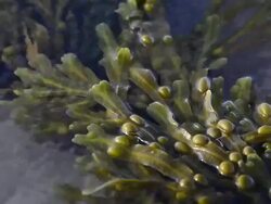 General views of Bamburgh Castle Stock Footage