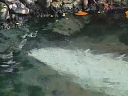 Thermal springs Stock Footage