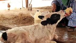 Feeding Baby Calf with Milk Bottle Stock Footage