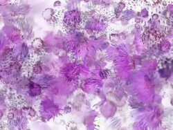 FROM THISTLE : allness (LOOP) Stock Footage