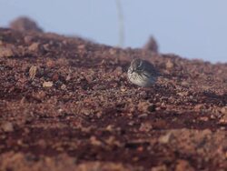Sparrow Stock Footage