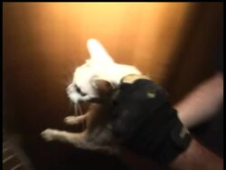 The AP's Rich Matthews reports on efforts by the Humane Society to rescue animals from the floodwaters in the Midwest. News Clip