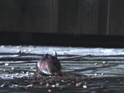 Wood Mouse Slow Motion Stock Footage